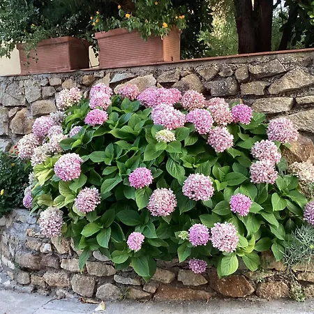 Apartment Ortensia Al Cotone Marciana Marina (Isola d'Elba)